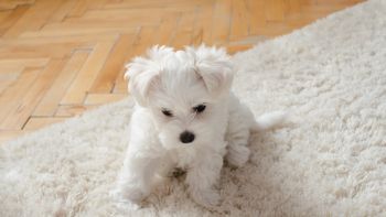 Area Rug Cleaning in Cherry Hills Village, Colorado by Dr. Bubbles LLC