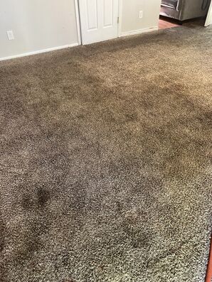 Carpet Cleaning in Denver, CO (2)