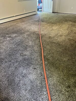 Carpet Cleaning in Denver, CO (3)