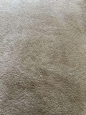 Carpet Cleaning Services in Fort Logan, CO (4)